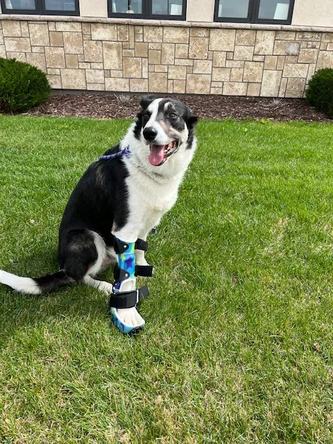 Spire Canine Orthopedics (formerly Spire Veterinary Surgery) 9