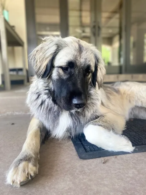 Spire Canine Orthopedics (formerly Spire Veterinary Surgery) 2