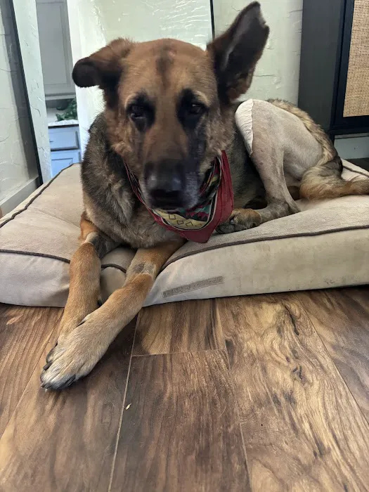 Spire Canine Orthopedics (formerly Spire Veterinary Surgery) 4