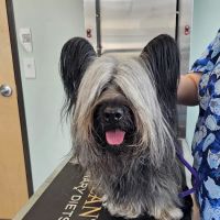 Pickaroon Animal Hospital ico