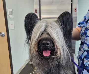 Pickaroon Animal Hospital