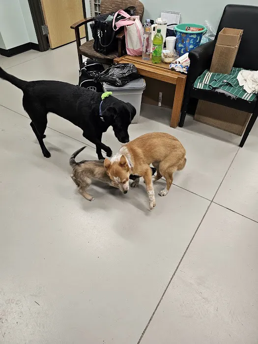 Pickaroon Animal Hospital 7