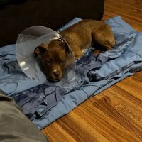 PETS Emergency Hospital, A Thrive Pet Healthcare Partner ico