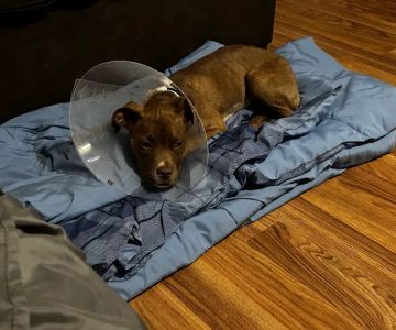PETS Emergency Hospital, A Thrive Pet Healthcare Partner