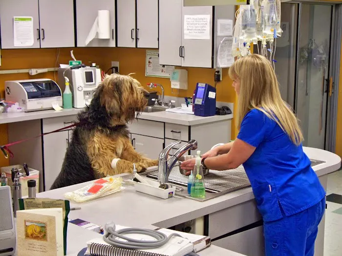 PETS Emergency Hospital, A Thrive Pet Healthcare Partner 9