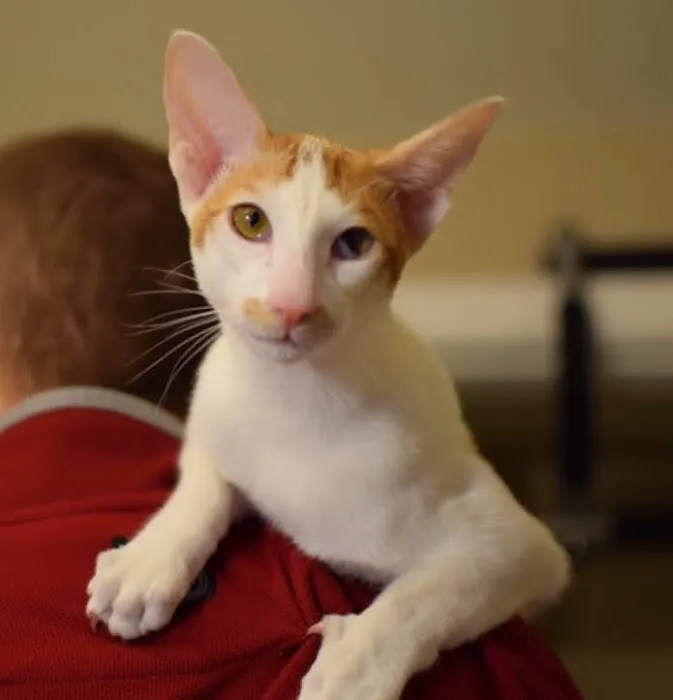 PETS Emergency Hospital, A Thrive Pet Healthcare Partner 2
