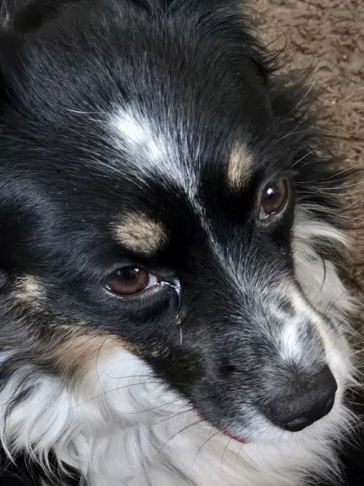 Banfield Pet Hospital 1