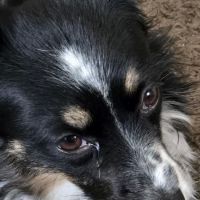Banfield Pet Hospital ico