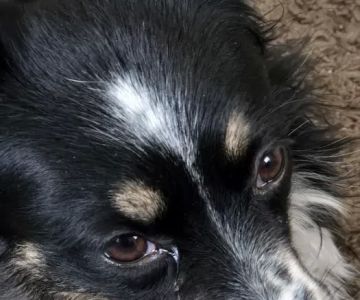 Banfield Pet Hospital