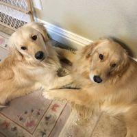 VCA Dublin Animal Hospital ico