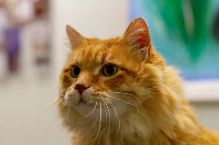 VCA Dublin Animal Hospital 8