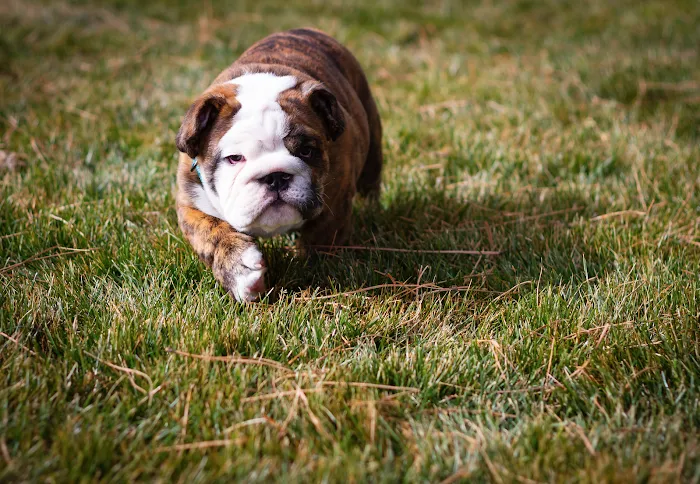 VCA Dublin Animal Hospital 9