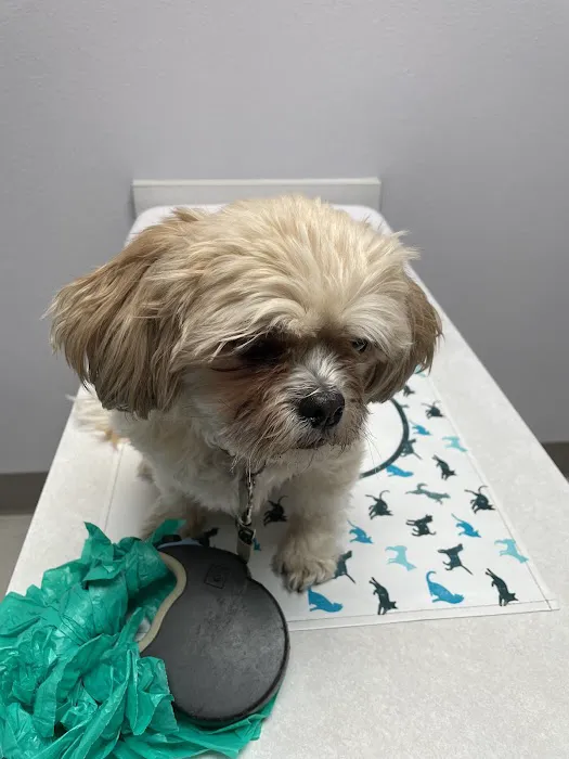 VCA North Academy Animal Hospital 5