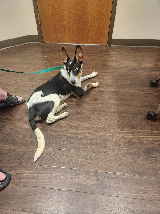 North Powers Animal Hospital 4