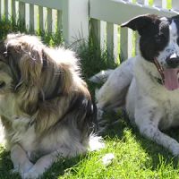 North Powers Animal Hospital ico