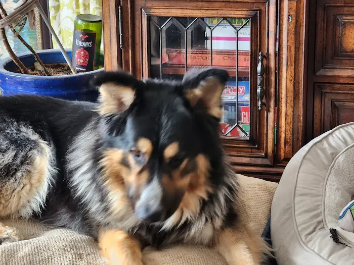 Great Value Pet Clinic, LLC 1