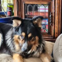 Great Value Pet Clinic, LLC ico
