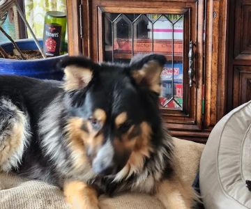 Great Value Pet Clinic, LLC