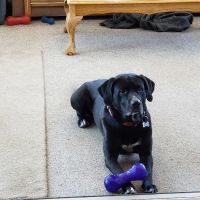 Black Forest Veterinary Clinic ico
