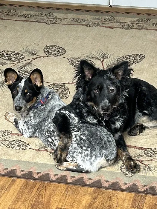 Black Forest Veterinary Clinic 6