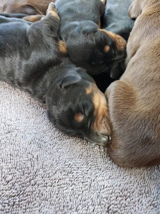 Polo Springs Veterinary Hospital 6