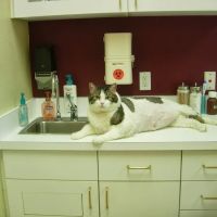 Polo Springs Veterinary Hospital ico
