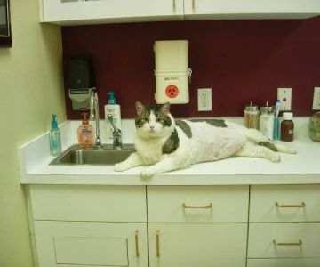 Polo Springs Veterinary Hospital