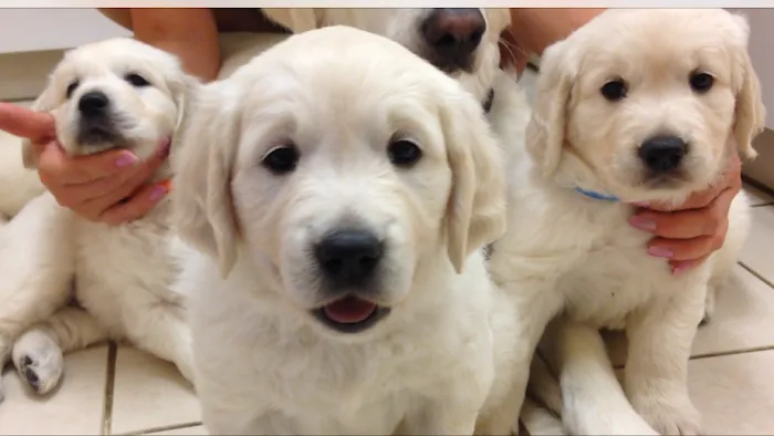 Polo Springs Veterinary Hospital 10