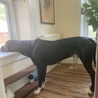 Harborwoods Integrative Veterinary Care:Dr. Leslie J. Osborne D.V.M. ico