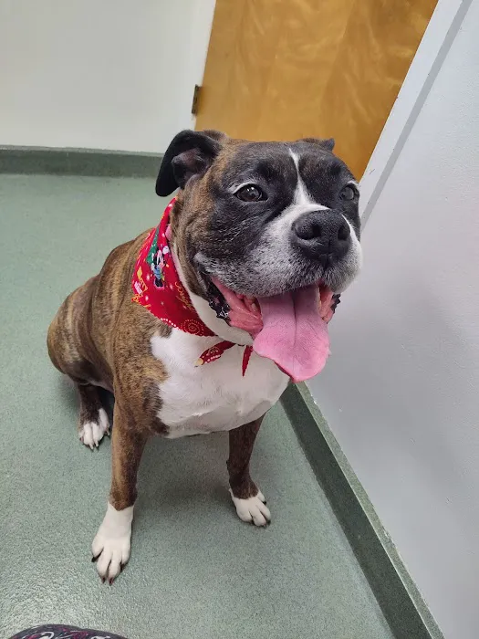 Duck Creek Animal Hospital 1