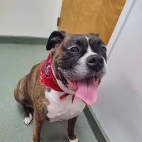 Duck Creek Animal Hospital ico