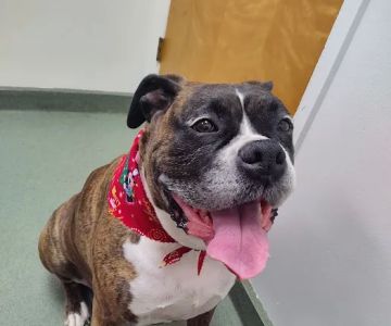 Duck Creek Animal Hospital