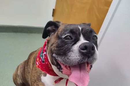 Duck Creek Animal Hospital