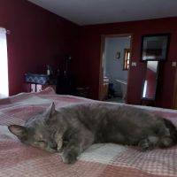 Berks Animal Hospital North ico