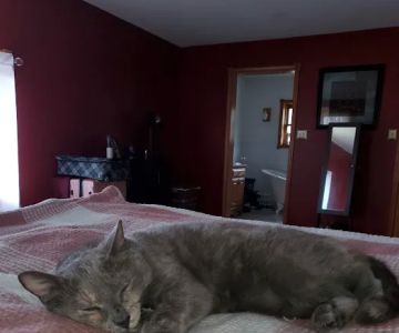 Berks Animal Hospital North