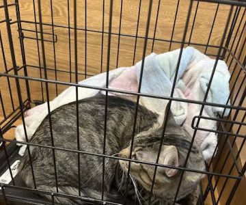 Silver Maple Veterinary Clinic
