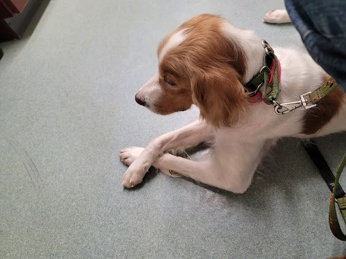 Silver Maple Veterinary Clinic 3