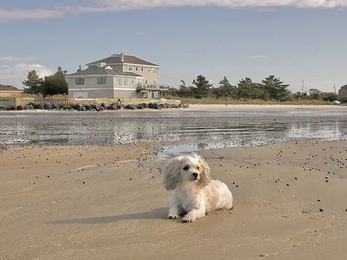 Cape May Veterinary Hospital 1