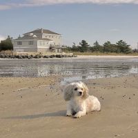 Cape May Veterinary Hospital ico