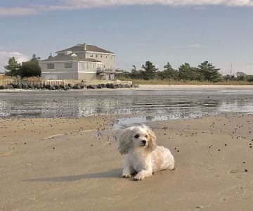 Cape May Veterinary Hospital