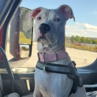 Tri-County Veterinary Hospital ico