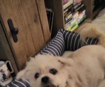 Tri-County Veterinary Clinic: Varnold P M DVM