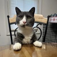 Raccoon Valley Animal Hospital ico