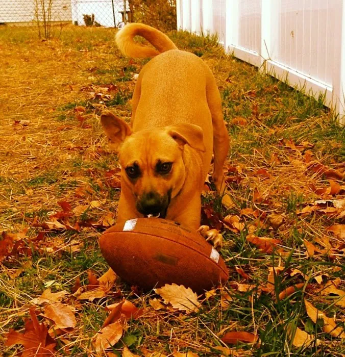 Barnegat Animal Clinic 9