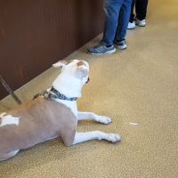 Barnegat Animal Clinic ico