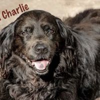 Jersey Shore Veterinary Hospital ico
