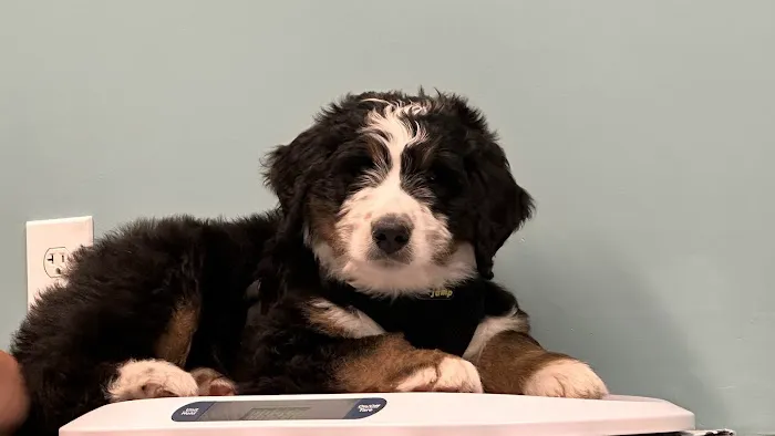 Jersey Shore Veterinary Hospital 7