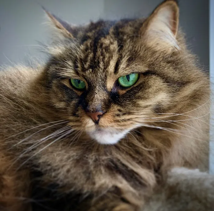 Jersey Shore Veterinary Hospital 4
