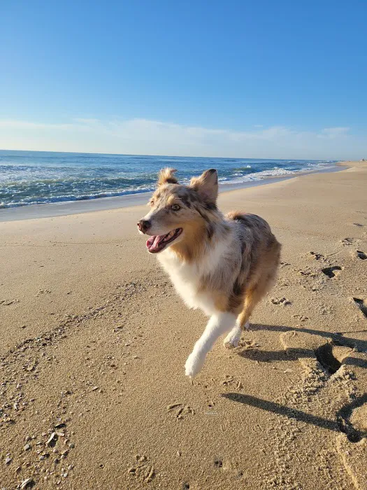 Jersey Shore Veterinary Hospital 5