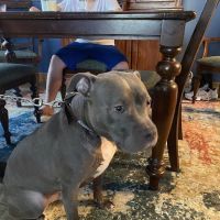 Banfield Pet Hospital ico